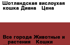 Шотландская вислоухая кошка Диана › Цена ­ 15 000 - Все города Животные и растения » Кошки   . Кировская обл.,Киров г.